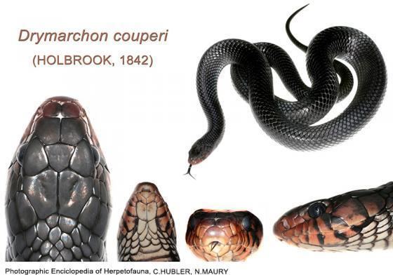 Drymarchon Drymarchon couperi The Reptile Database