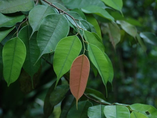 Dryobalanops Borneo Camphorwood Dryobalanops aromatica Gaertn