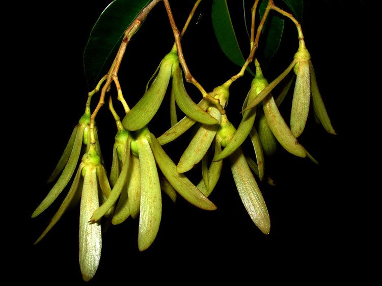 Dryobalanops Dryobalanops beccarii The 5winged fruits of Dryobalanops Flickr