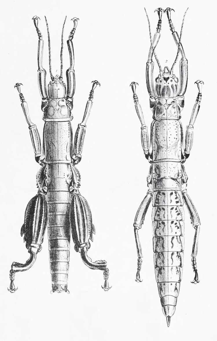 Dryococelus australis FileDryococelus australis male amp femalejpg Wikimedia Commons