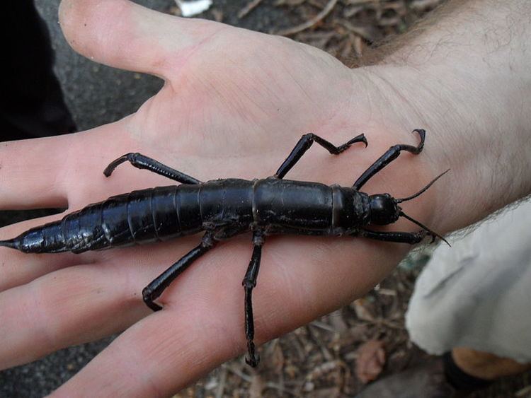 Dryococelus australis Lord Howe Island stick insects are going home Scientific American
