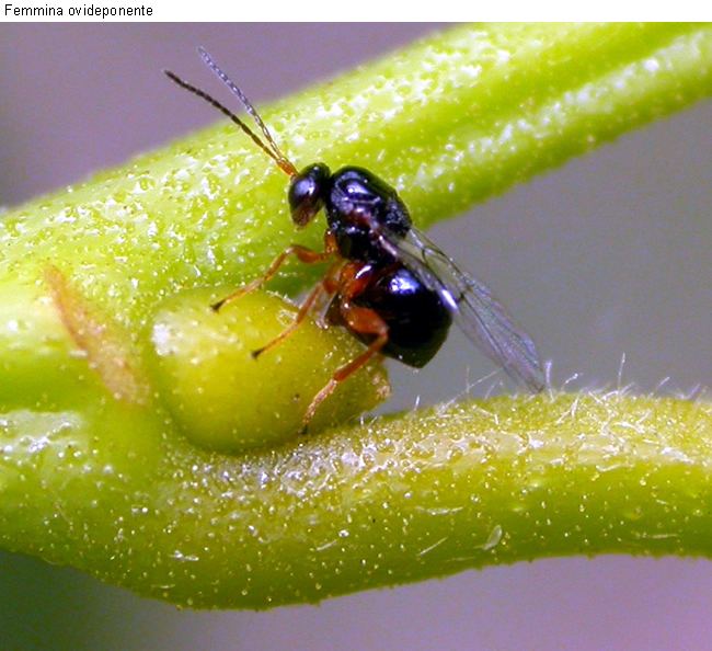 Dryocosmus kuriphilus Ecocentrica Dryocosmus kuriphilus chestnut gall wasps
