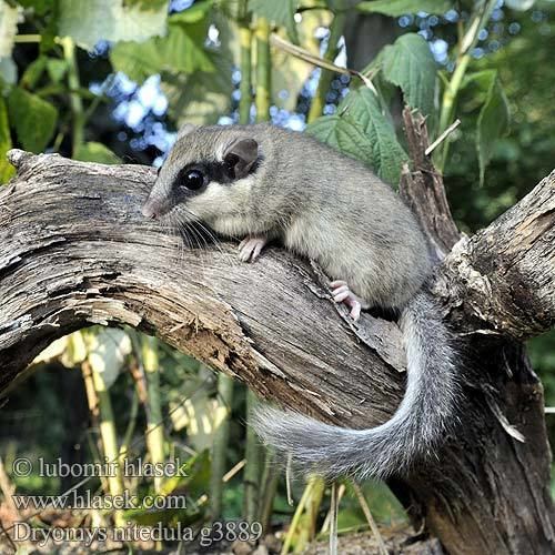 Dryomys Dryomys nitedula Koszatka Plch hrny