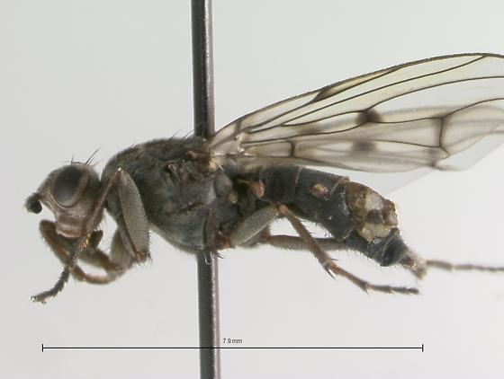 Dryomyzidae Dryomyzidae Helcomyza mirabilis BugGuideNet