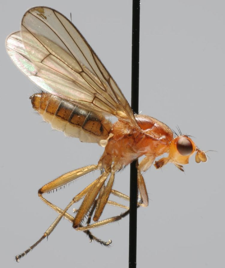 Dryomyzidae Dipterainfo Discussion Forum Dryomyzidae Psedoneuroctena senilis