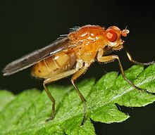Dryomyzidae httpsuploadwikimediaorgwikipediacommonsthu