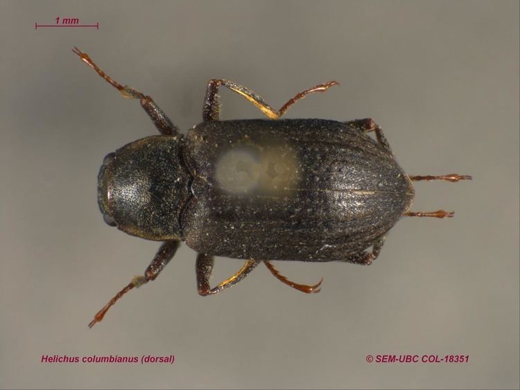 Dryopidae Dryopidae