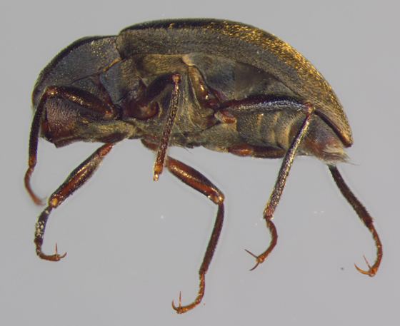 Dryopidae Dryopidae lateral Helichus lithophilus BugGuideNet