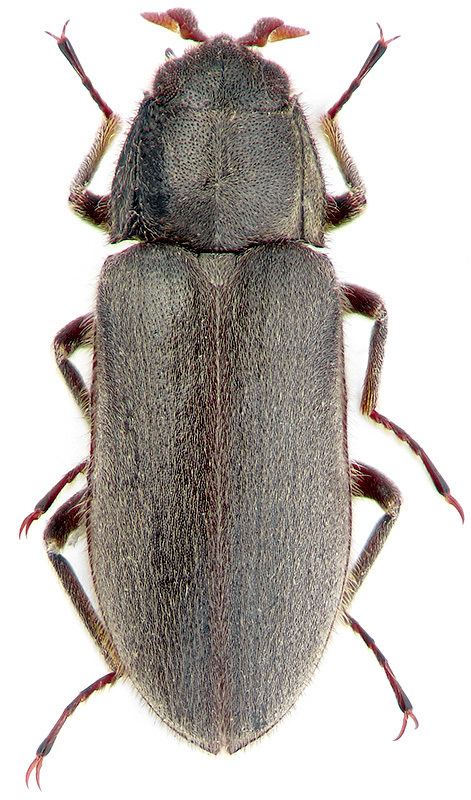 Dryopidae Dryops auriculatus Geoffr Dryopidae