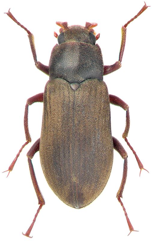 Dryopidae Pomatius substriatus PMull Dryopidae