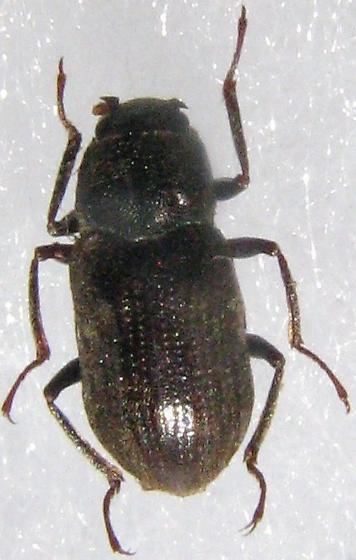 Dryopidae Dryopidae Helichus BugGuideNet