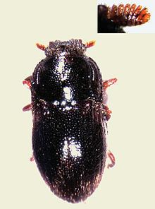 Dryopidae httpsuploadwikimediaorgwikipediacommonsthu