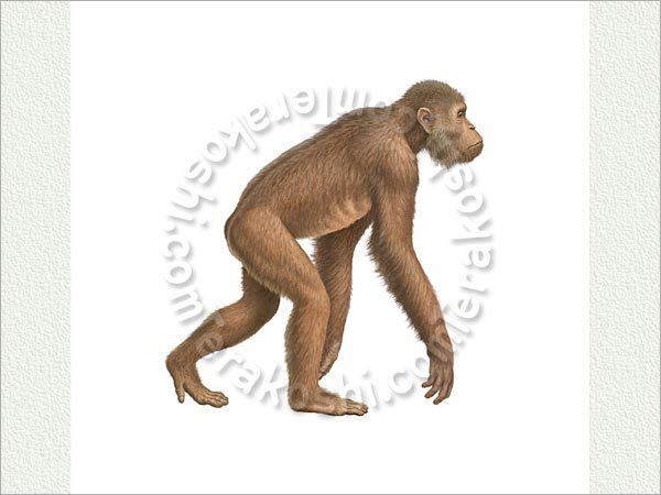 Dryopithecus Dryopithecus