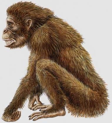 Dryopithecus Cryptomundo Dryopithecus Skunk Apes and Yeti