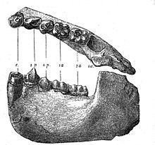 Dryopithecus fontani httpsuploadwikimediaorgwikipediacommonsthu