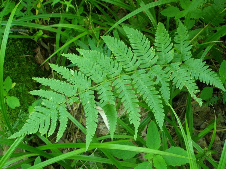 Dryopteris - Alchetron, The Free Social Encyclopedia