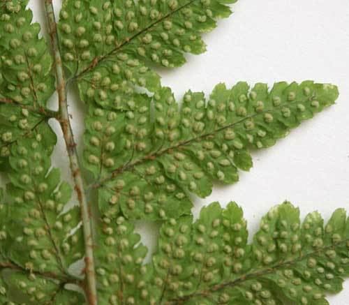 Dryopteris aemula Ferns in Britain and Ireland Dryopteris aemula Hayscented