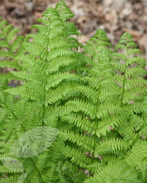 Dryopteris affinis Buy golden male fern syn The King Dryopteris affinis 39Cristata