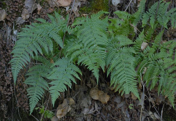 Dryopteris arguta CalPhotos Dryopteris arguta California Wood Fern