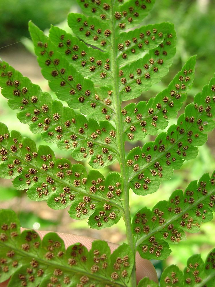 Dryopteris cristata Dryopteris cristata crested wood fern Go Botany