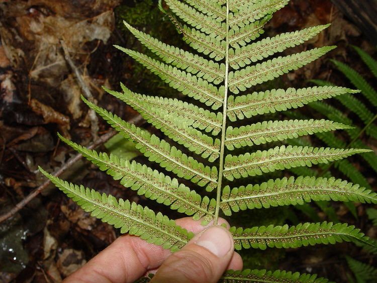 Dryopteris filix-mas Dryopteris filixmas male wood fern Go Botany