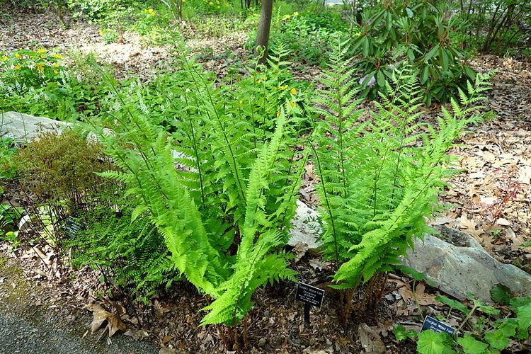 Dryopteris goldiana Plant of the Day Plant of the day is Dryopteris goldiana or