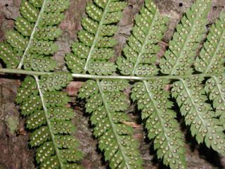 Dryopteris intermedia Dryopteris intermedia Intermediate woodfern Discover Life