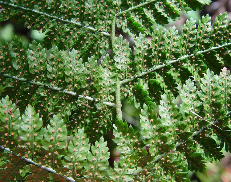 Dryopteris intermedia Dryopteris intermedia evergreen wood fern Go Botany