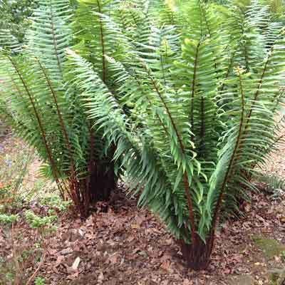 Dryopteris wallichiana Dryopteris wallichiana Dorset Perennials