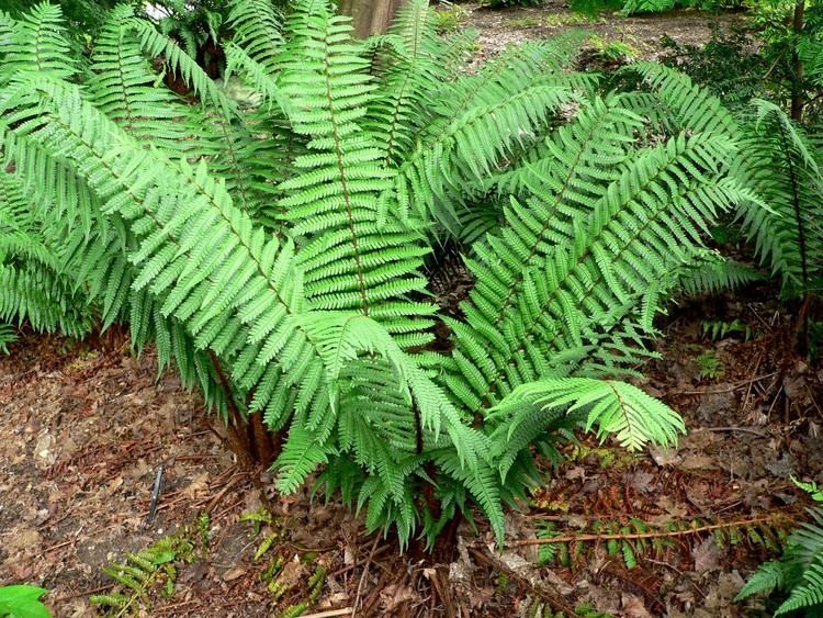 Dryopteris wallichiana Dryopteris wallichiana Wikiwand