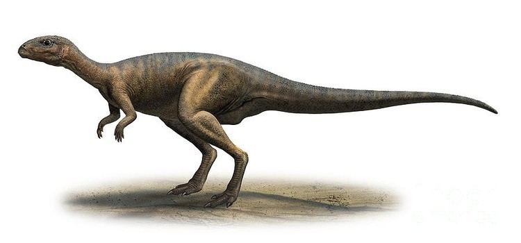 Dryosaurus Dryosaurus Pictures amp Facts The Dinosaur Database