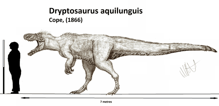 Dryptosaurus Dryptosaurus aquilunguis by Teratophoneus on DeviantArt