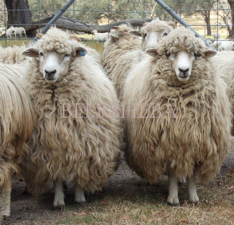 Drysdale sheep Drysdale Australian Rare Breed Sheep Project