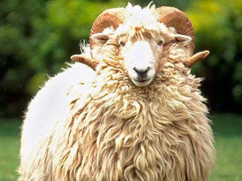 Drysdale sheep 4783jpg