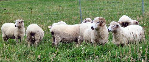 Drysdale sheep Drysdale Sheep