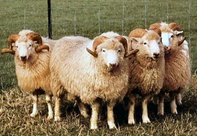 Drysdale sheep httpswwwrarebreedsconzdrysdale1jpg