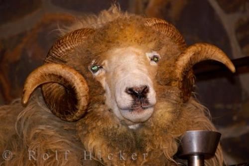 Drysdale sheep Drysdale Sheep Photo Information