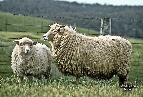 Drysdale sheep Sheep breeds Drysdale Sheep breeds Drysdale wwwlandlea Flickr