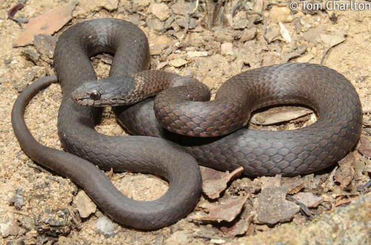 Drysdalia CalPhotos Drysdalia rhodogaster Blue Mountain Crown Snake