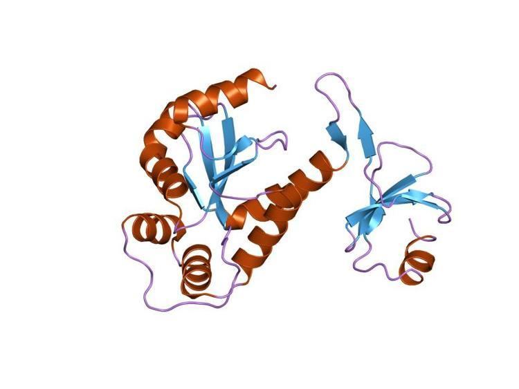 DsbC protein family