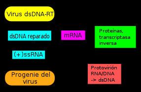 DsDNA-RT virus httpsuploadwikimediaorgwikipediacommonsthu