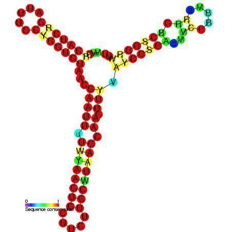 DsrA RNA