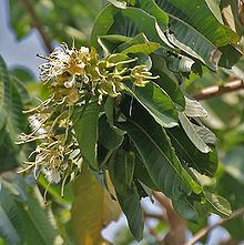 Duabanga grandiflora httpsuploadwikimediaorgwikipediacommonsthu
