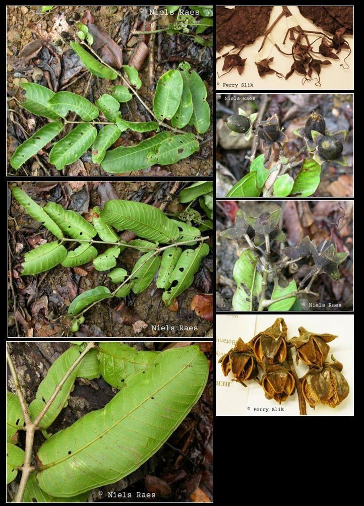 Duabanga moluccana wwwasianplantnetLythraceaeDuabangamoluccanajpg
