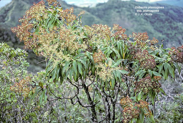 Dubautia Hawaiian silversword alliance UH Botany