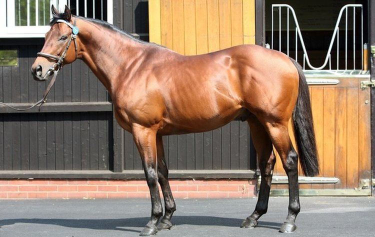 Dubawi Supersire Dubawi goes from strength to strength Topics Night of