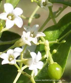 Duboisia Duboisia myoporoides Herbalistics