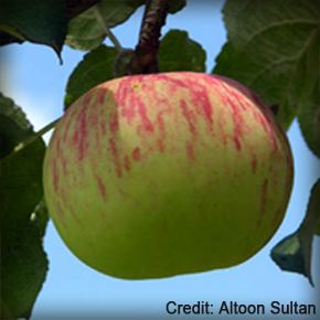 Duchess of Oldenburg (apple) Duchess of Oldenburg The first choice apple tree in 1888 The