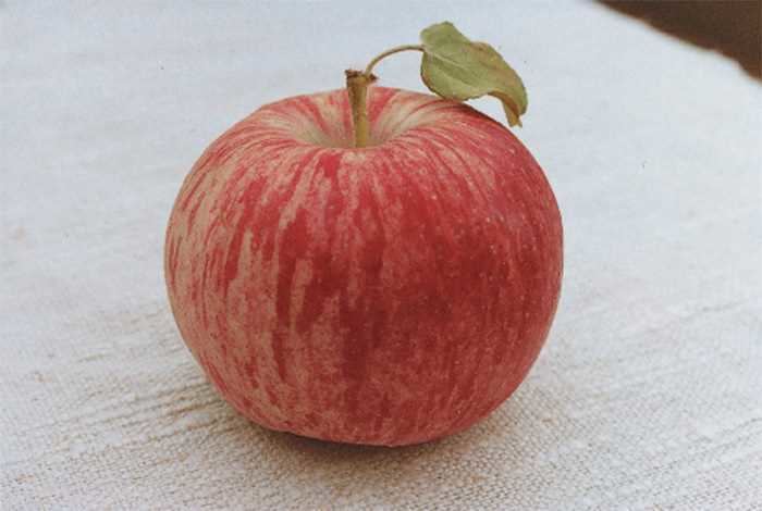 Duchess of Oldenburg (apple) httpswwwjungseedcomPIF30516JungSeedjpg