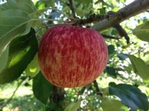 Duchess of Oldenburg (apple) Heirloom Apple Collection scott farm vermont